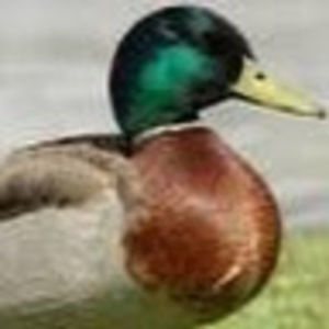 Meet your Posher, Douglas